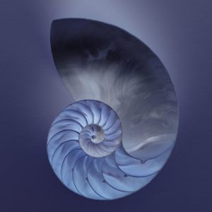 Pantheisms Symbol is The Nautilus Shell